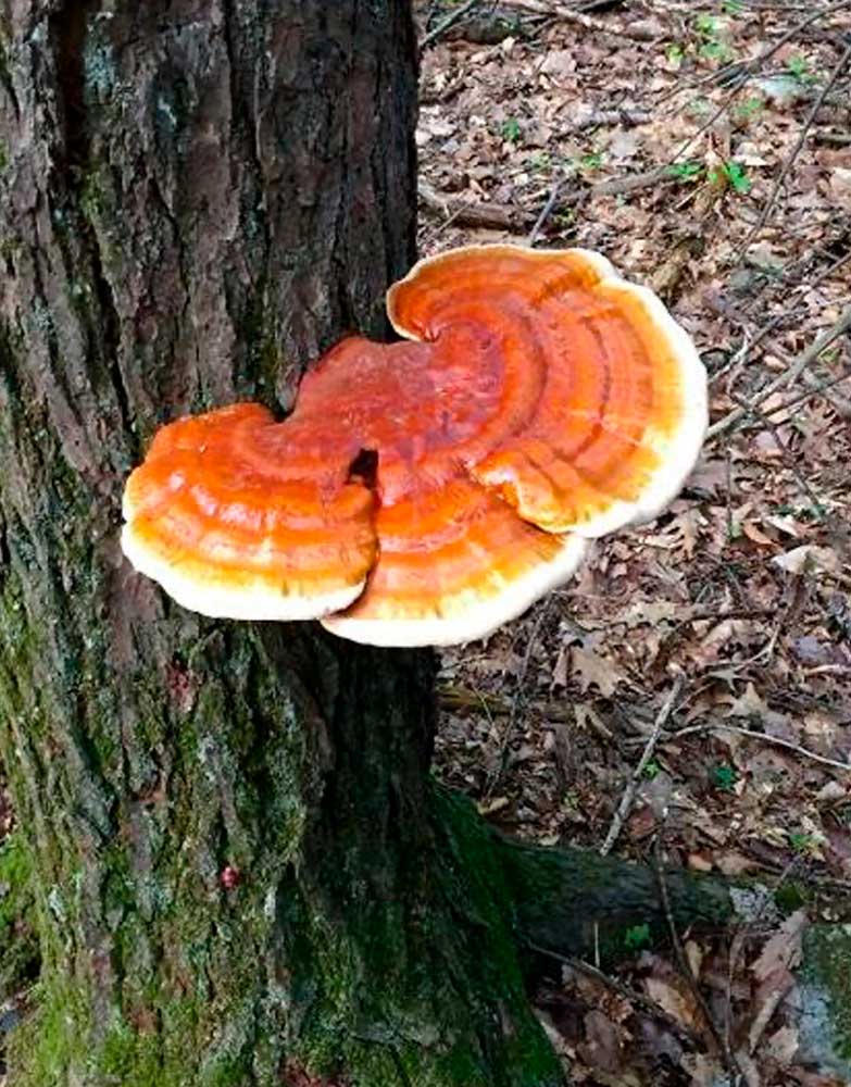 Reishi 30ml - Ganoderma Lucidum