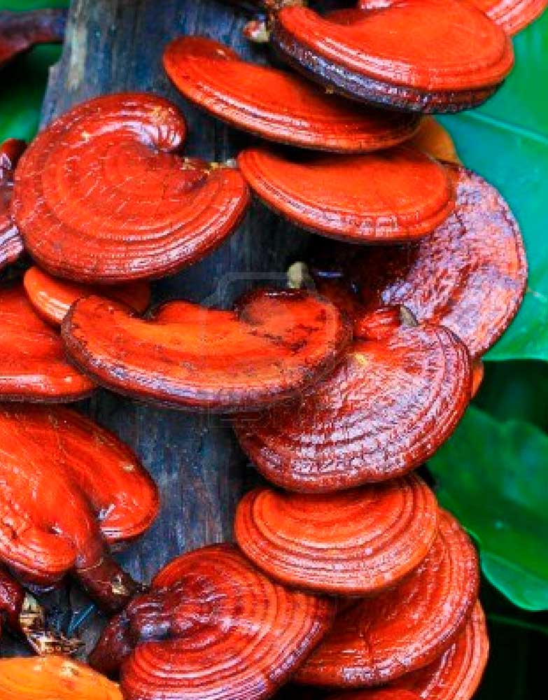 Reishi 30ml - Ganoderma Lucidum