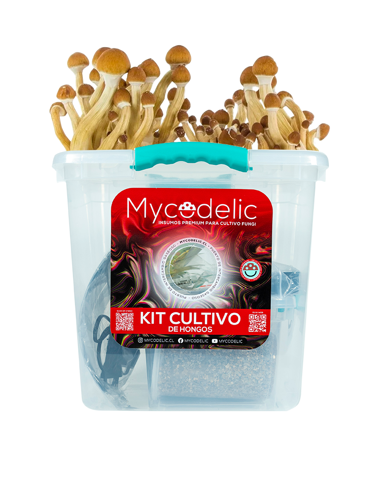 Kit Cultivo de Hongos 160g