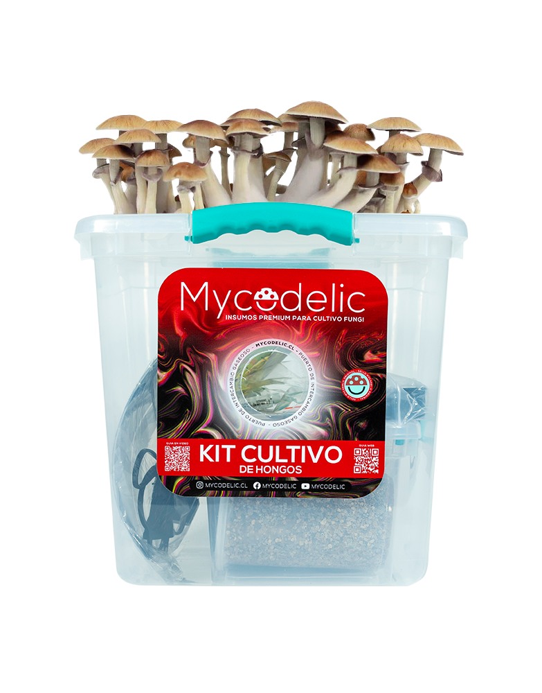 Kit Cultivo de Hongos 80g